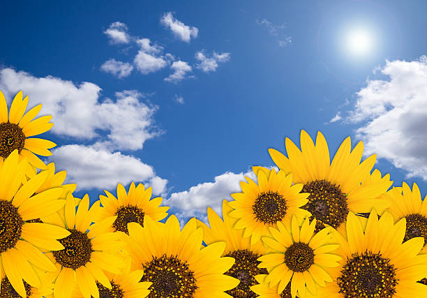 istock Summer background with sunflowers against blue sky and white clo 478735570