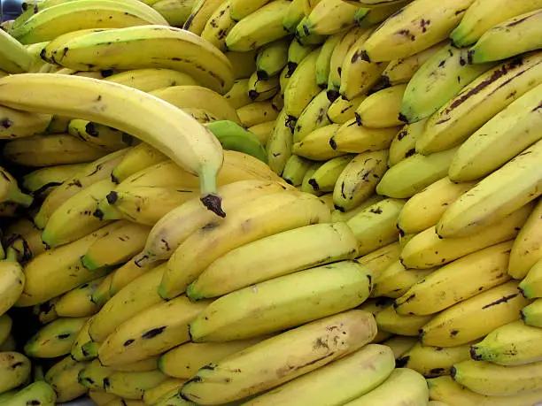 Ecuadorian bananas from organic market place. Look like healthy raw fruit.