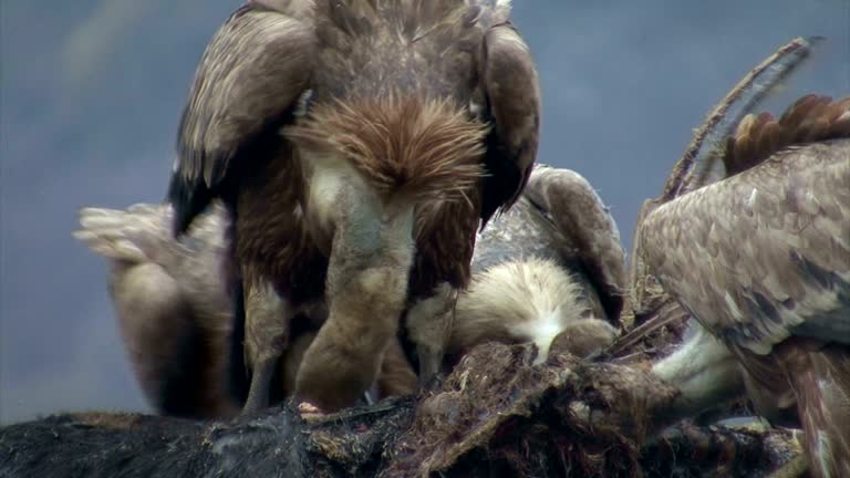 Free Vulture Eating Stock Video Footage 106 Download Biology Diagrams