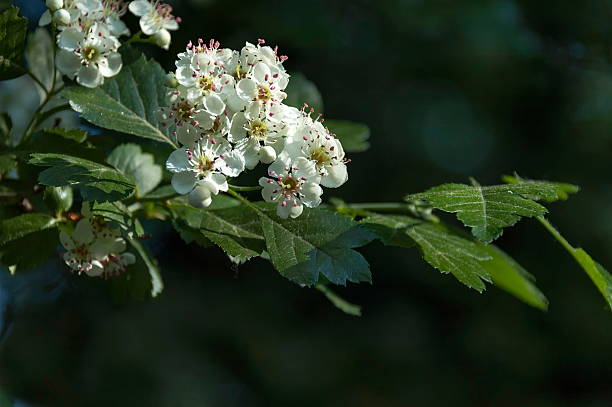istock Hawthorn or Crataegus monogyna branch with flowers 478736022