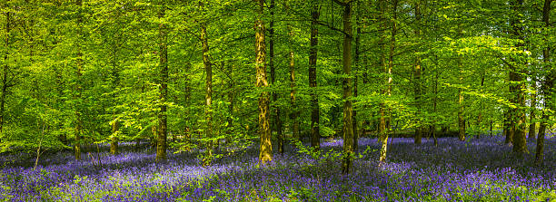 été baigné de la lumière du soleil filtre à travers bois bluebell forest glade vert - forest fern glade copse photos et images de collection