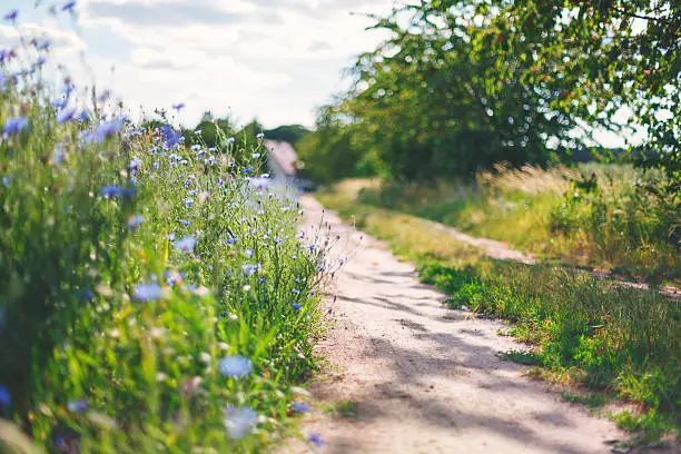 Cornflower 