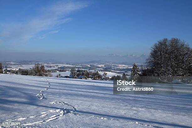 In Inverno - Fotografie stock e altre immagini di Albero - Albero, Allgäu, Alpi