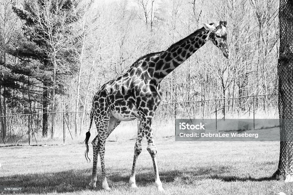 Toronto Giraffe A black and white capture of a giraffe at the Toronto Zoo. Agricultural Field Stock Photo
