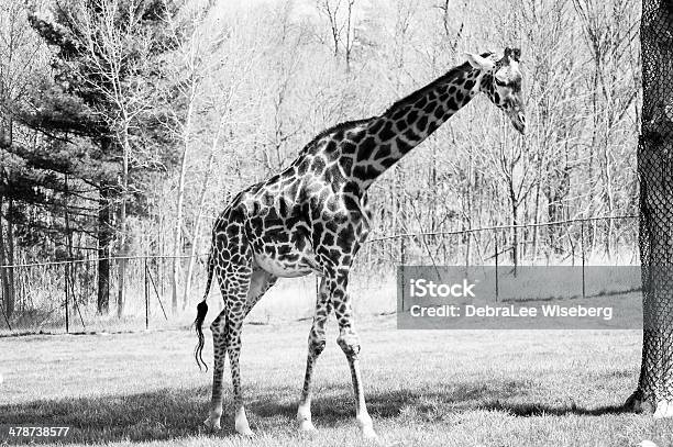 Toronto Giraffe Stock Photo - Download Image Now - Agricultural Field, Animal, Animal Wildlife