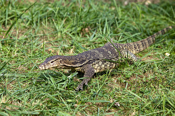 istock Huge monitor lizard 478739972