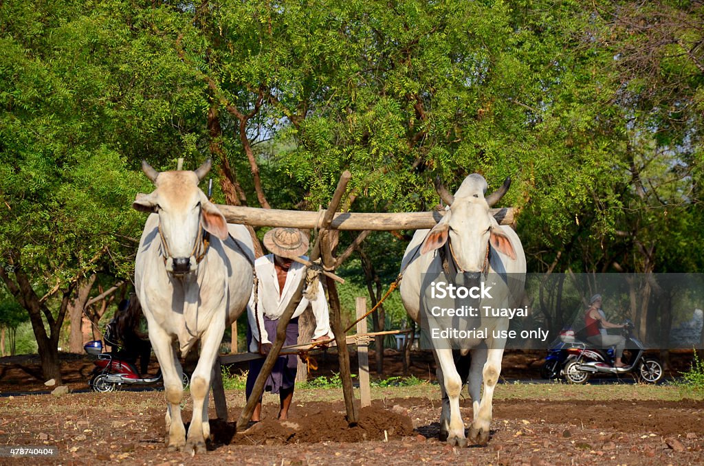 Burmese farmer with cow for plowing towing on paddy Bagan, Myanmar - May 21, 2015: Burmese farmer with cow for plowing towing on paddy or rice field located at Bagan Archaeological Zone in Bagan, Myanmar. 2015 Stock Photo