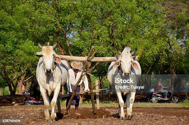 Burmese Farmer With Cow For Plowing Towing On Paddy Stock Photo - Download Image Now