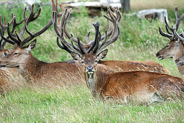 istock Wild Stags in Richmond Park, London 478740777