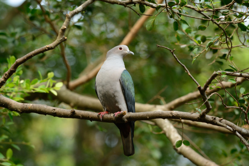 beautiful Green Imperial Pigeon (Ducula aenea) standing on branch