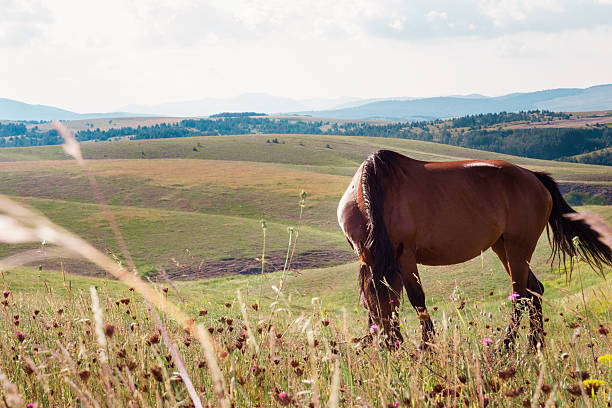 istock brown horse grazing in a meadow 478741507