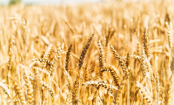 istock Wheat plants in close up 478743332