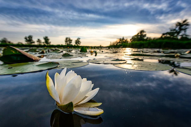 istock Blossoming white water lilly during sunset in a nature reserve 478743456