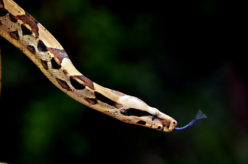 Aesculapian snake,  climbing on tree. Wild animal.