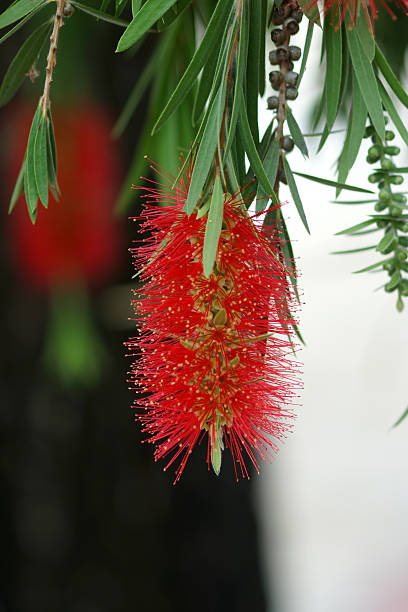 istock red bottlebrush flower in bloom 478744302