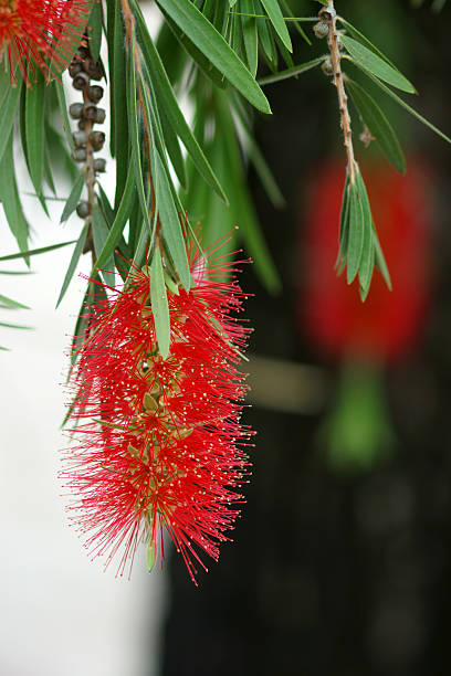 istock red bottlebrush flower in bloom 478744402