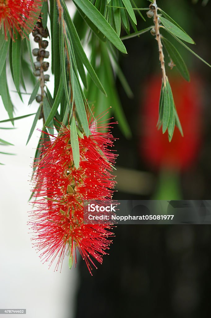 red bottlebrush flower in bloom 2015 Stock Photo