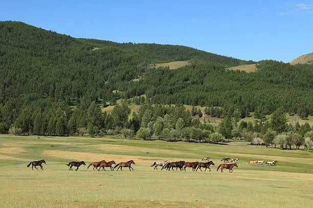 The wild horses in Mongolia