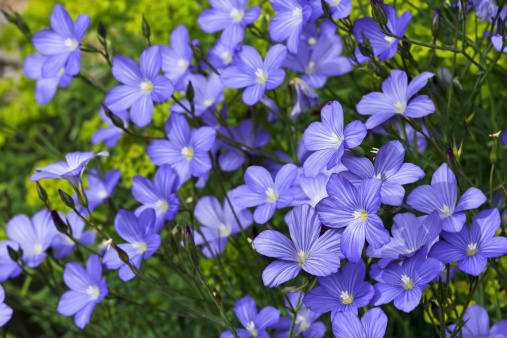 Field with linum flowers for linseed.