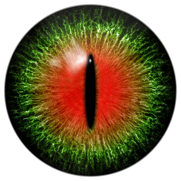 green red cat or reptile eye with narrow pupil - lins ögonglob bildbanksfoton och bilder