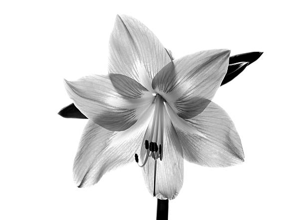 istock Amarilis flower in black and white 478749087