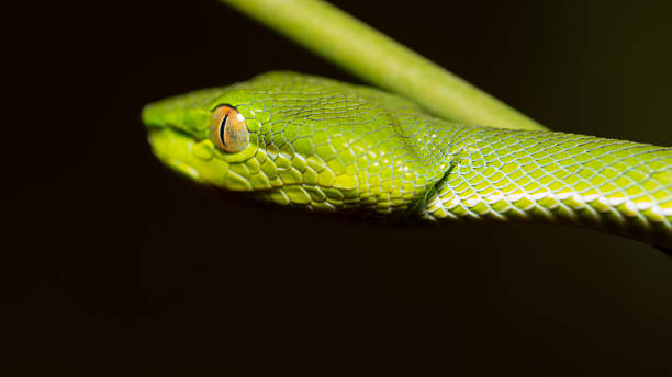 istock Close up of little green snake 478751338