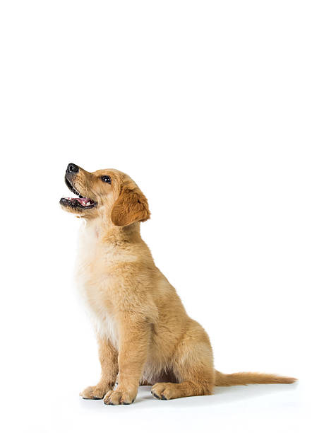 istock Golden Retriever dog barking while sitting on the floor 478751928