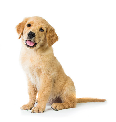 Portrait of a cute Golden Retriever dog sitting on the floor, isolated on white background