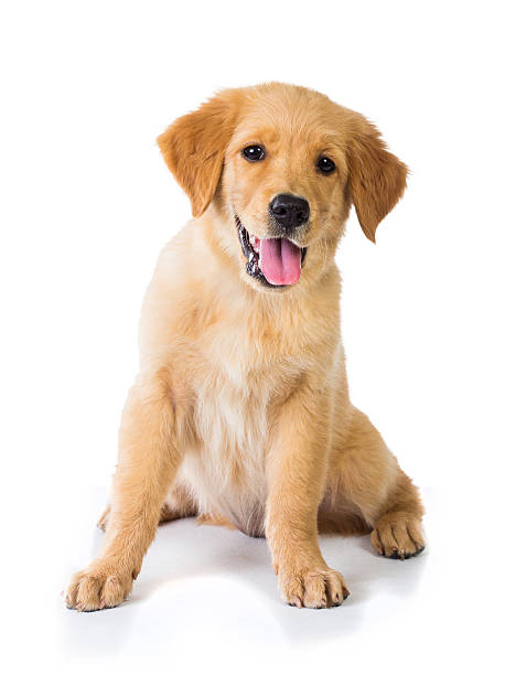 istock Golden Retriever dog sitting on the floor 478751932