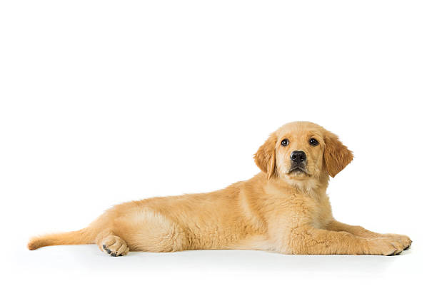 istock golden retriever dog laying over white background 478751948