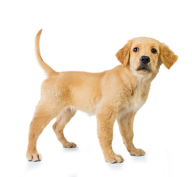 istock Golden retriever dog standing isolated in white background 478751952