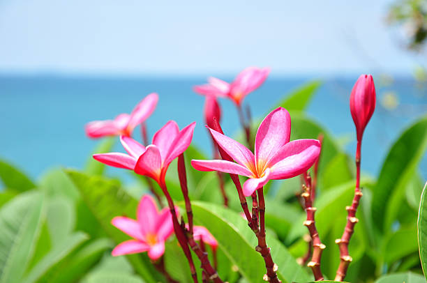 Frangipani flowers in Saint Paul's cemetery, laying on a tombstone in Reunion Island.