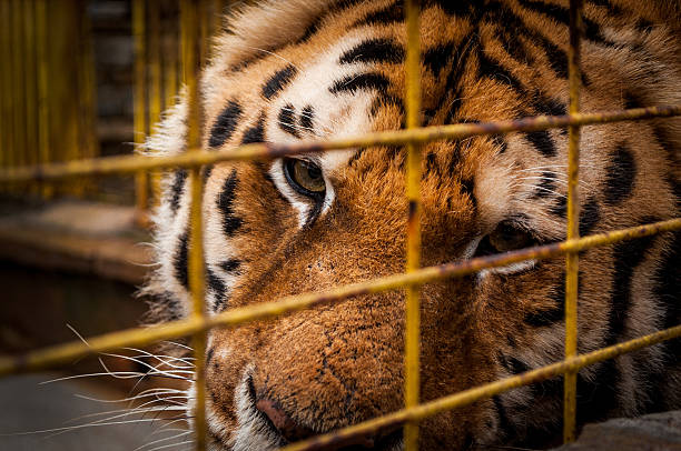istock Portrait Of A Tiger 478754947