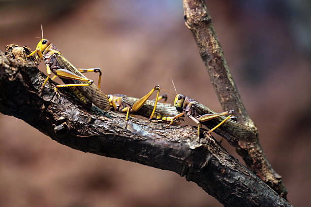 gafanhoto migratórios (locusta migratoria). - locust swarm of insects insect group of animals imagens e fotografias de stock