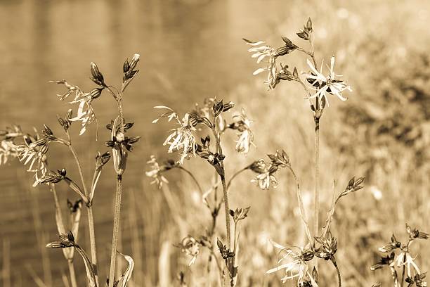 wild meadow flowers on long stalks grow on background water with effect of aging