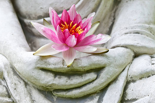 bouddha mains tenant des fleurs, gros plan - posture du lotus photos et images de collection