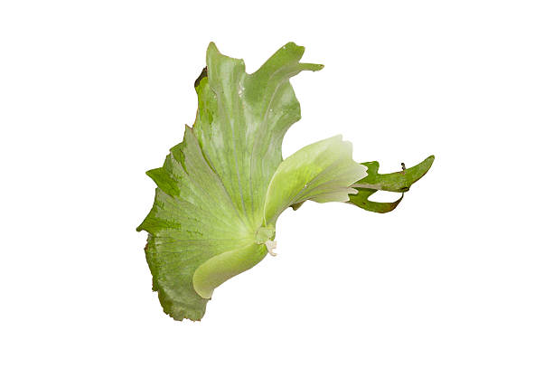 istock Platycerium ferns 478755440