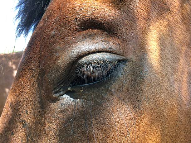 istock Eye of a brown horse 478755670
