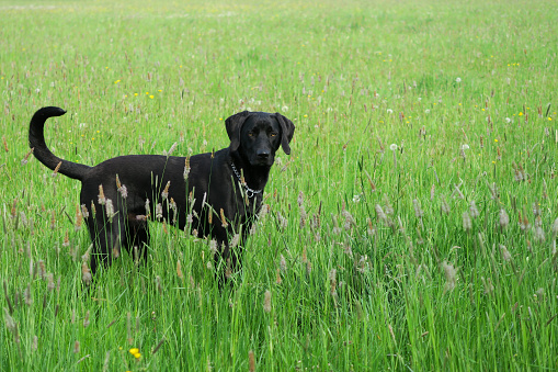 Cute black Weimaraner mix dog in high grass, 10 month old