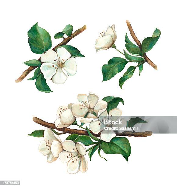 Watercolor Apple Flowers Set Stock Illustration - Download Image Now - Illustration, Apple Blossom, Victorian Style