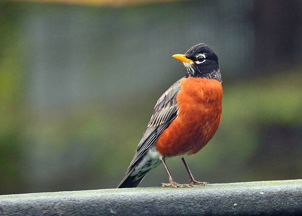 아메리카붉은가슴울새 - robin 뉴스 사진 이미지