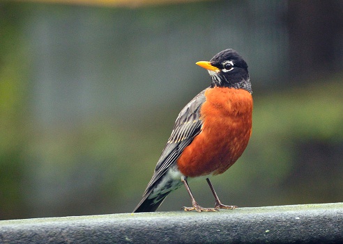 European robin sitting on a terracotta bird feeder covered in snow.