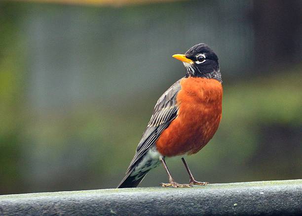 drozd wędrowny - american robin zdjęcia i obrazy z banku zdjęć