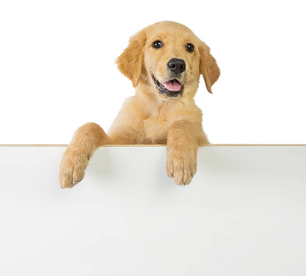 istock Golden retriever dog holding on a white blank board 478758882