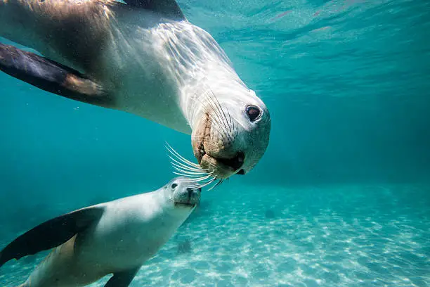 A Pair of Sea Lions underwater looking at you.