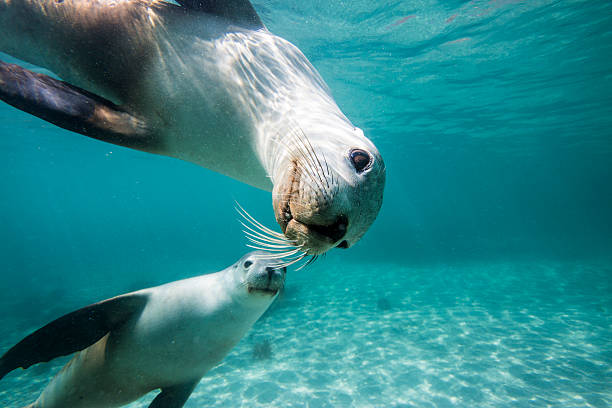 leões de mar subaquática olhando para você - sea lion imagens e fotografias de stock