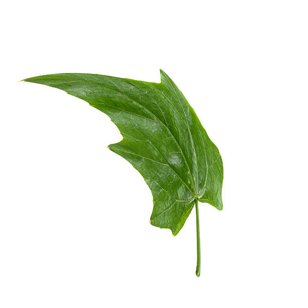 Bunch of Ivy Gourd Leaves Isolated on White Background Bunch of Ivy Gourd Leaves, Isolated on White Background Christophine stock pictures, royalty-free photos & images