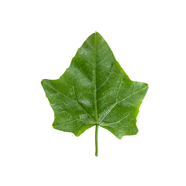 Bunch of Ivy Gourd Leaves Isolated on White Background Bunch of Ivy Gourd Leaves, Isolated on White Background Christophine stock pictures, royalty-free photos & images