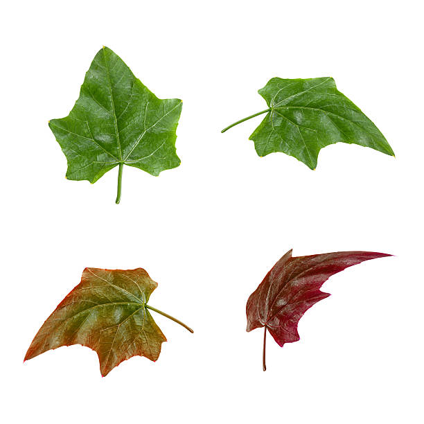 casco di ivy zucca legenaria foglie isolato su sfondo bianco - merleton foto e immagini stock