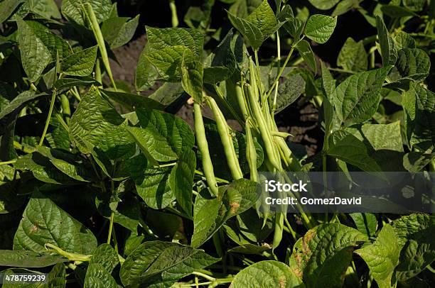 Closeup De Grãos Verdes Sobre As Videira - Fotografias de stock e mais imagens de Agricultura - Agricultura, Alimentação Saudável, Ao Ar Livre